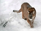 Zima, Puma, W Śniegu