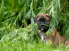 Piesek, Szczeniak, Cane Corso, Wierzba