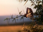 Motyl, Gałązka, Makro