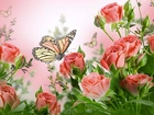 Róże, Motyle