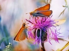 Motyle, Oset, Kwiat, Makro