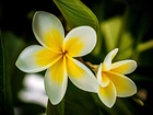 Plumeria