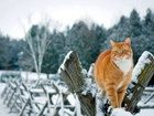 Zima, Śnieg, Drzewa, Kot