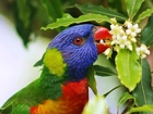 Papuga, Kwiaty, Lorysa Górska