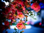Tecoma, Różowe, Kwiaty