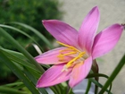 Kwiat, Zephyranthes Rosea