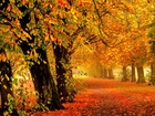 Jesień, Droga, Liście, Drzewa