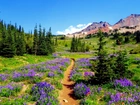 Góry, Ścieżka, Polne Kwiaty