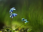 Cebulica Syberyjska, Niebieskie, Kwiaty
