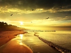 Morze, Plaża, Ptaki, Wschód Słońca