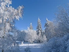 Zima, Śnieg, Oszronione, Drzewa