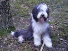 Bearded collie