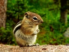 Chipmunk, Wiewiórka, Las