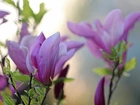 Magnolia, Fioletowa, Krzew, Kwiaty