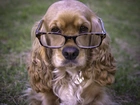 Pies, Spaniel, Okulary