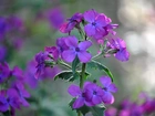 Fioletowe, Kwiaty, Lunaria