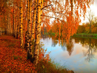 Jesień, Rzeka, Brzozy