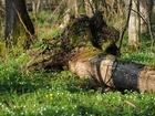 Białowieski, Park, Narodowy, Powalone, Drzewo