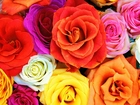 Kolorowe, Róże