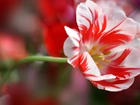 Biało, Czerwony, Tulipan