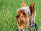 Zapatrzony, Yorkshire, Terrier, Łąka, Trawa