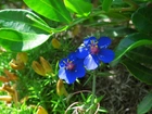 Niebieskie, Kwiatuszki, Liście, Ogród