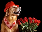 Piesek, Czerwone, Róże, Walentynki, Golden Retriever