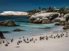 Plaża, Pingwiny