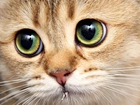 Kot, Oczy