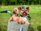 Yorkshire Terrier, Koszyk, Rower