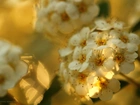 Tawuła Van Houtea, Białe, Kwiaty