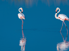 Flamingi, Woda, Odbicie
