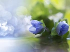 Błękitne, Kwiaty, Bokeh, Makro
