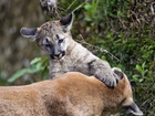 Puma,  Małe