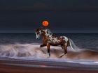 Koń, Plaża, Zachód Słońca, Morze