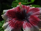 Hibiskus, Krople Rosy, Makro