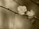 Listki, Gałązka, Sepia