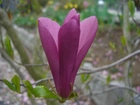 Magnolia, Kwiat, Listki
