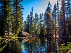 Las, Jezioro, Kamienie, Park Narodowy Yosemite, Kalifornia, USA