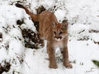 Puma, Śnieg, Zima