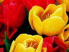 Żółte, I, Czerwone, Tulipany