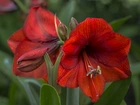 Amarylis, Gippeastrum