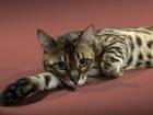 Kot Ocicat