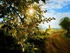 Wiosna, Kwitnące Drzewo, Promienie Słońca, Droga