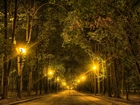 Droga, Drzewa, Lampy, Noc