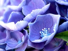 Niebieskie, Kwiaty, Pręciki, Makro