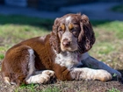 Pies, Szczeniak, Cocker spaniel angielski