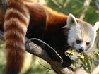 Czerwona, Panda, Zoo