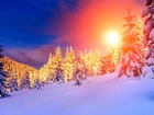 Zima, Ośnieżone, Świerki, Zachód Słońca, Śnieg