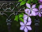 Fioletowe, Kwiaty, Clematis